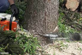 How Our Tree Care Process Works  in  Kalifornsky, AK