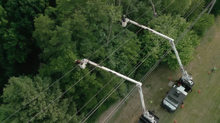 Best Emergency Tree Removal  in Kalifornsky, AK