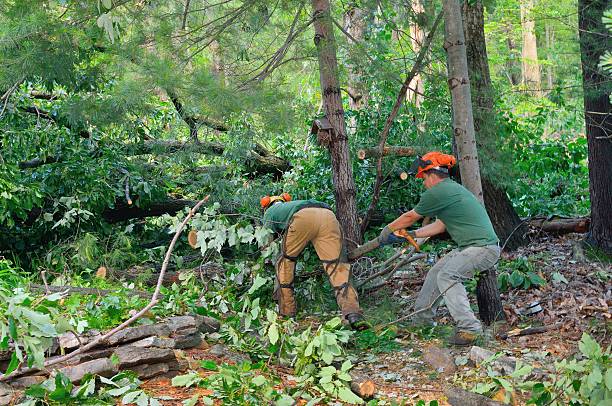  Kalifornsky, AK Tree Services Pros