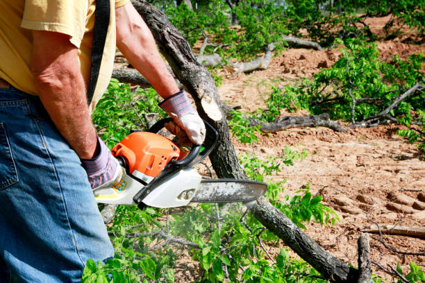 Trusted Kalifornsky, AK Tree Services Experts
