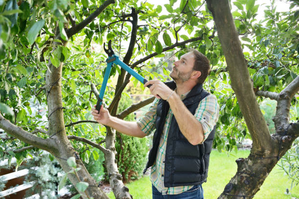Best Commercial Tree Services  in Kalifornsky, AK